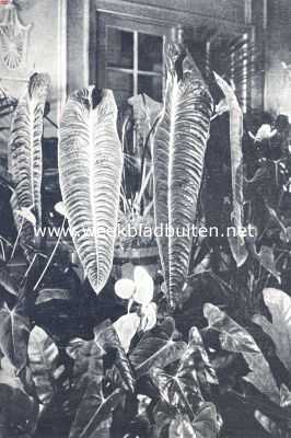 Een forsch uitgegroeide Anthurium Veitchii uit Columbia