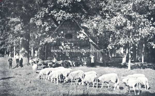 Nederland, 1936, Onbekend, Schaapskooi aan den boschrand