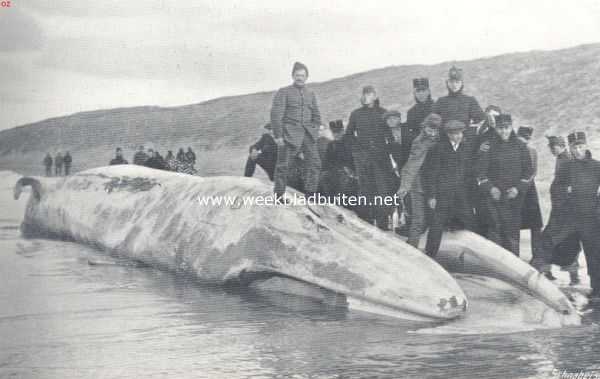 Een in November 1914 te Katwijk aangespoelde vinvisch