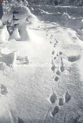 Onbekend, 1936, Onbekend, Sporen in de sneeuw. Spoor van een haas