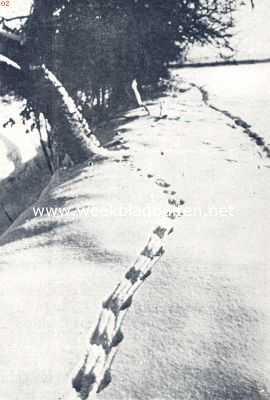 Onbekend, 1936, Onbekend, Sporen in de sneeuw. Spoor van een doodzieken haas