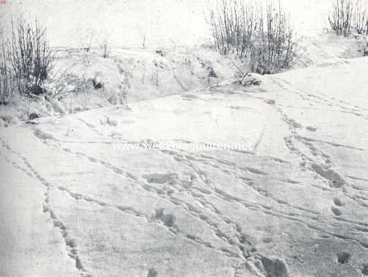 Onbekend, 1936, Onbekend, Sporen in de sneeuw. Een wirwar van patrijzensporen, een bewijs, dat deze vogels ook 's winters gezellig leven