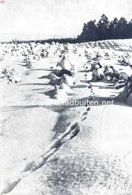 Onbekend, 1936, Onbekend, Sporen in de sneeuw. Hertenspoor
