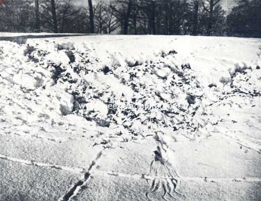 Onbekend, 1936, Onbekend, Sporen in de sneeuw. Sporen van fazanten met de plaats, waar een vogel is neegestreken