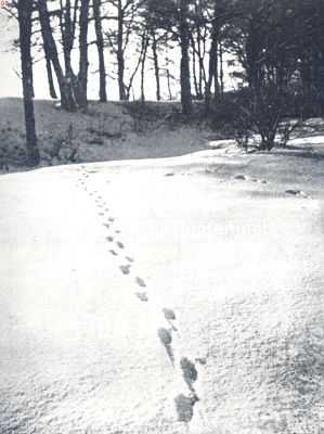 Onbekend, 1936, Onbekend, Sporen in de sneeuw. Sporen in de sneeuw, spoor van een sluipenden vos