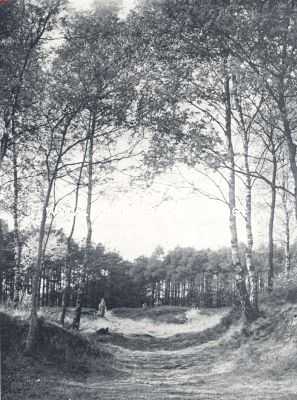Overijssel, 1936, Onbekend, Het Noordtwentsche heuvelland. De poort van ranke berken bij de bronnen