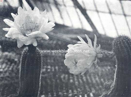 Onbekend, 1936, Onbekend, Trichocereus Schickendantzii