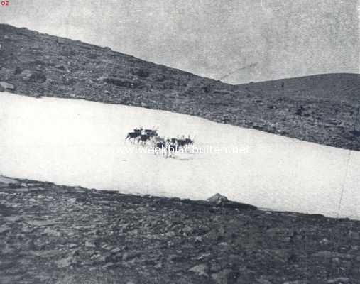 Zweden, 1936, Onbekend, Rendieren op de Nuolja