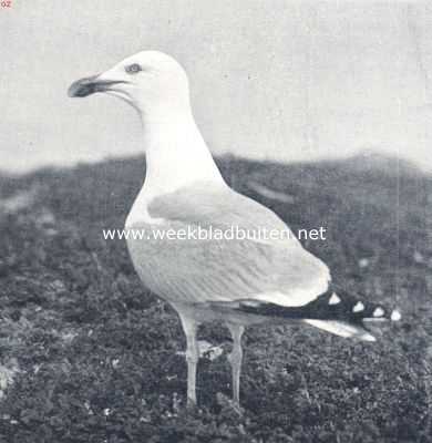 Zilvermeeuw op zijn uitkijkpost in de duinen