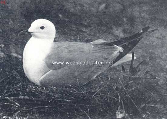 Meeuwen op de broedplaats. Broedende stormmeeuw