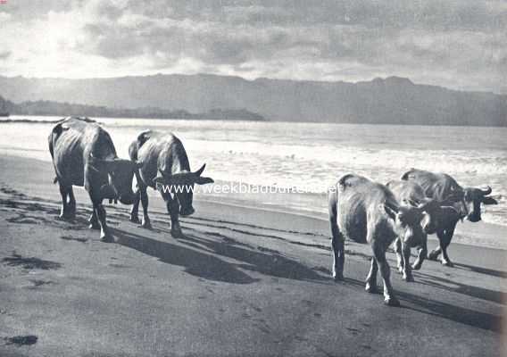 De Wijnkoopsbaai. Sullig en goedig kuieren karbouwen langs het zonnige strand 