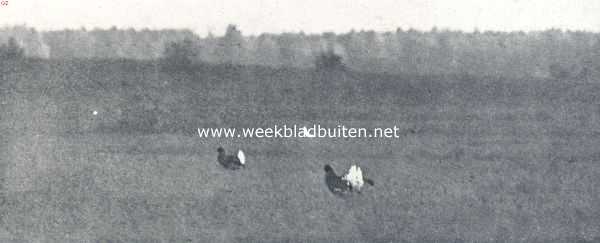 Onbekend, 1936, Onbekend, Bij het aanbreken van den dageraad stijken de eerste korhanen neer op het tournooiveld