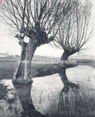 Het water, een vriend en een vijand. Wilgen mijden het water niet