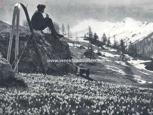 Onbekend, 1936, Onbekend, De sneeuw wijkt in de Alpen en de bloemen nemen haar plaats in