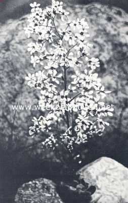 Onbekend, 1936, Onbekend, Saxifraga Cotyledon Pyramidalis