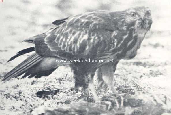 Onbekend, 1936, Onbekend, Buizerd op zijn prooi