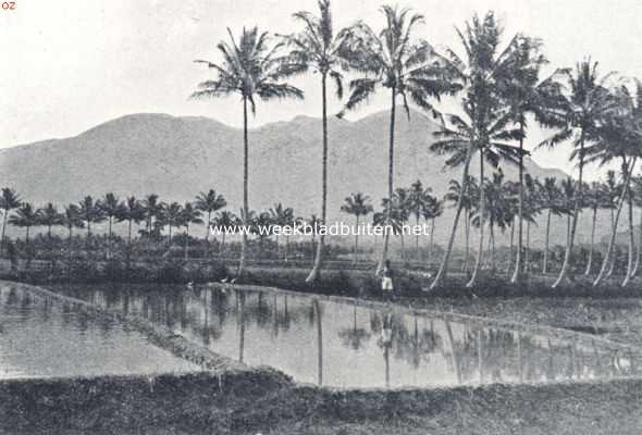 Kokospalmen in het Javaansche landschap