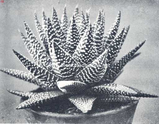 Onbekend, 1936, Onbekend, Haworthia Margaritifera, variteit Granata