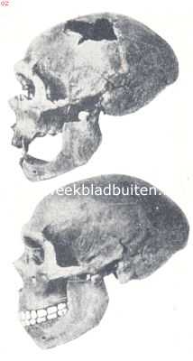 Frankrijk, 1936, La Chapelle-aux-Saints, Een schedel van La Chapelle aux Saints (Neanderthalschedel). Boven zooals hij gevonden is. Men lette op het ontbreken van een kin, op het lage voorhoofd en de machtige torus supraorbitalis. Beneden: Dezelfde schedel gerestaureerd. Men lette op het spits naar achteren toeloopende achterhoofd, dat bij den recenten mensch geheel afgerond is. Ook in het partieele is de vorm van den Neanderthalschedel vreemd