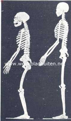 Onbekend, 1936, Onbekend, Links: Skelet van den Neanderthaler. Men lette op den onvolkomen opgerichte lichaamshouding en relatief langere armen. Rechts: Skelet van een recenten mensch (naar M. Boule)