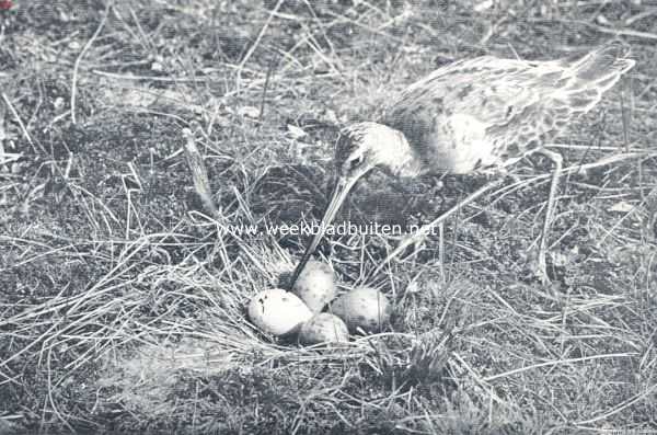 Onbekend, 1936, Onbekend, Grutto bij het nest