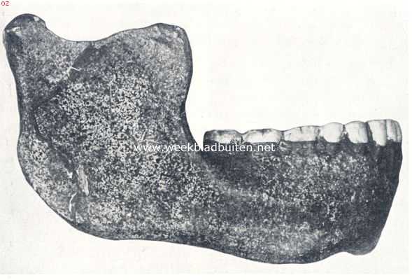 De onderkaak van Heidelberg het alleroudste menschelijke fossiel uit Europa. Men lette op de kinloosheid en op het breede opstijgende tak van den kaakboog