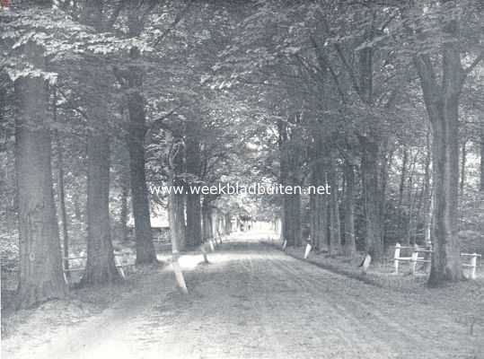 Noord-Brabant, 1936, Breda, Een beukenlaan in het prachtige Ulvenhoutsche bosch bij Breda
