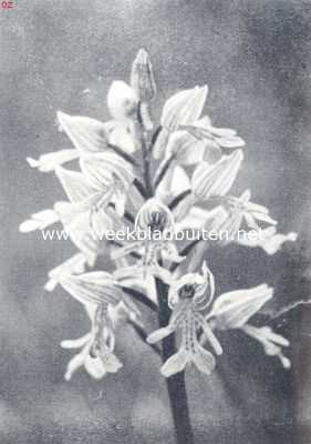 Onbekend, 1936, Onbekend, Soldaatjes-orchis