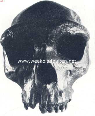 Onbekend, 1936, Onbekend, De schedel van Rhodesia. Men lette op de zuiver Neanderthalode kenmerken, zooals bv. De groote ronde oogkassen, de enorm ontwikkelde torus supra-orbitalis en het laagwijkende voorhoofdsbeen