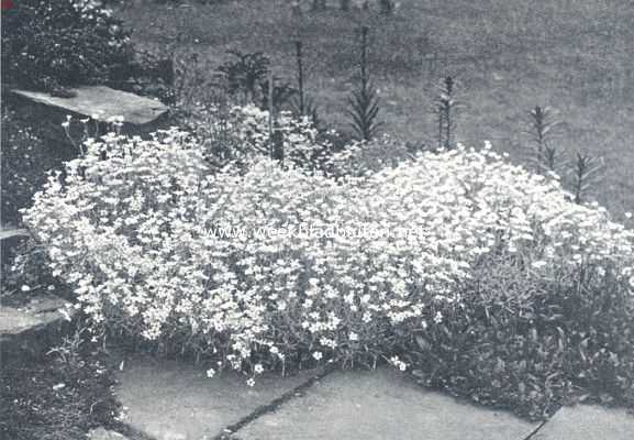 Cerastium Tomentosum. (Uit: 