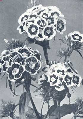 Dianthus Barbatus Oculatus Marginatus Grandiflorus (duizendschoon).  (Uit: 