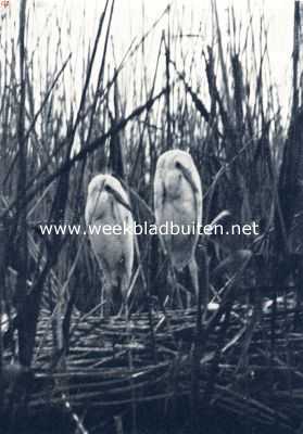 Onbekend, 1936, Onbekend, Jonge zilverreigers in het nest