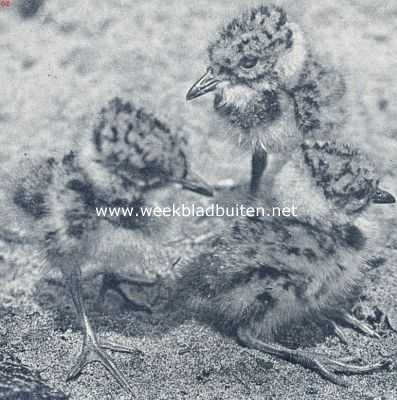 Onbekend, 1936, Onbekend, De zomer is de tijd der jonge vogels: jonge kieviten