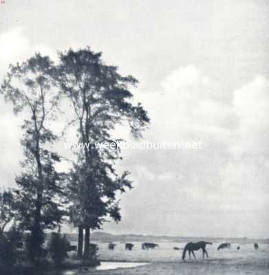 Nederland, 1936, Onbekend, Zomer in den polder