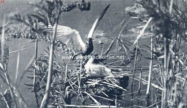 Onbekend, 1936, Onbekend, Het mannetje van de zwarte stern strijkt bij het vrouwtje op het nest neer