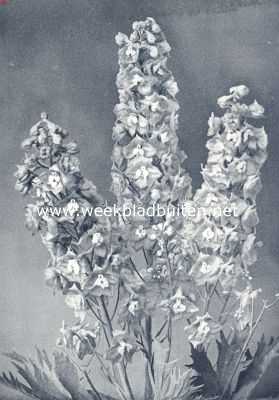 Onbekend, 1936, Onbekend, Delphinium Elatum Hybridum, ridderspoor. Foto uit: Uit: 