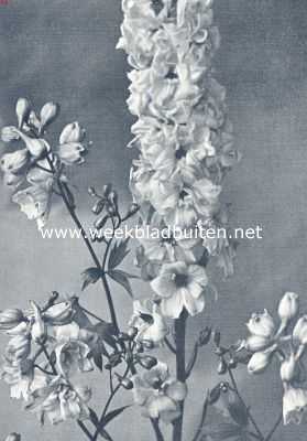 Onbekend, 1936, Onbekend, Delphinium Elatum Hybridum, stokroosbloemige ridderspoor. Foto uit: Uit: 