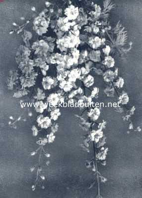 Delphinium Consolida Fl. Pl., violier-riddersporen. Foto uit: Uit: 