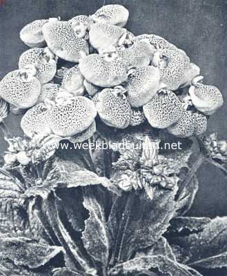 Onbekend, 1936, Onbekend, Calceolaria Multoflora Nana