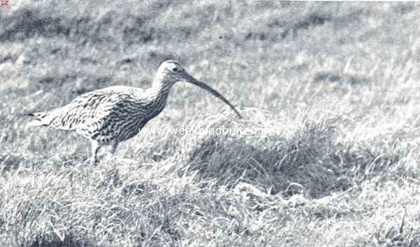 Onbekend, 1936, Onbekend, De wulp. Wulp bij zijn nest