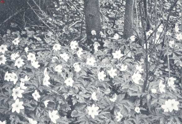 Nederland, 1936, Onbekend, In het bosch. Voorbije bloemenpracht. Boschanemonen