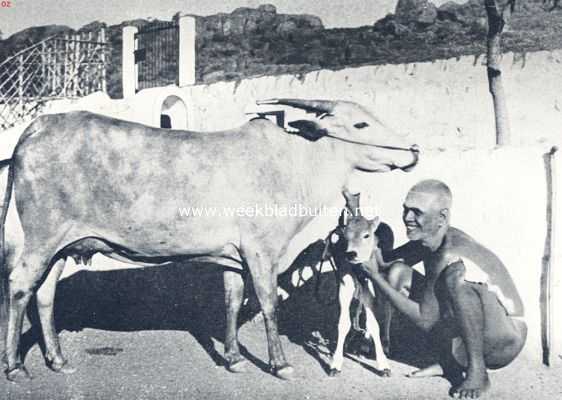 India, 1936, Onbekend, Een tempelstad in Voor-Indi. De Mahrishi met de koe Lakshmi, die drie jaren achtereen een kalf wierp op zijn verjaardag