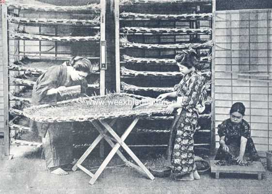 Japan, 1936, Onbekend, Jonge zijderupsen worden met fijn gesneden moerbeibladeren gevoederd