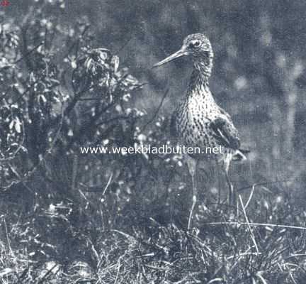 Onbekend, 1936, Onbekend, Tureluur bij haar nest