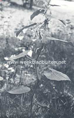 Onbekend, 1936, Onbekend, Pijpbloem