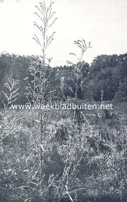 Zomer in de duinen. Ossetong