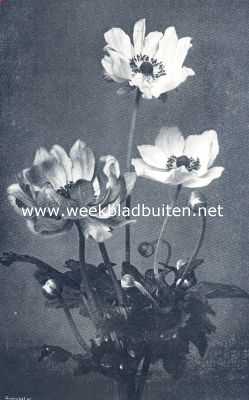 Onbekend, 1936, Onbekend, Anemone Japonica