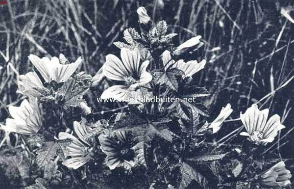 Onbekend, 1936, Onbekend, Groot kaasjeskruid