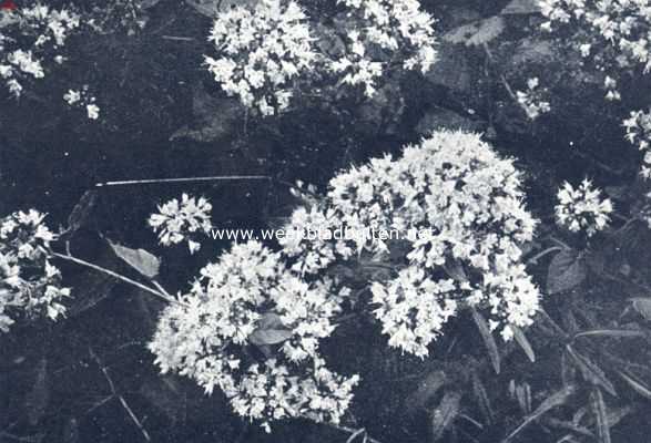 Onbekend, 1936, Onbekend, Marjolein