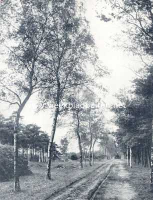 Nederland, 1936, Onbekend, Zilveren berkenstammen langs den boschweg